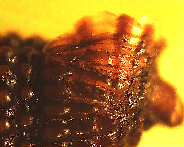 Identificazione di un Triphorinae